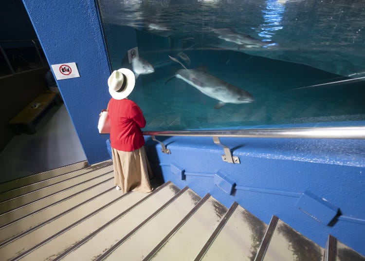 プール横の階段やスロープを降りていくと、横からもネズミイルカを眺められます