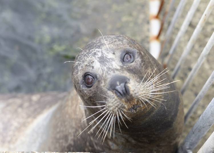 最も多いのはゴマフアザラシ。現在は29頭を飼育