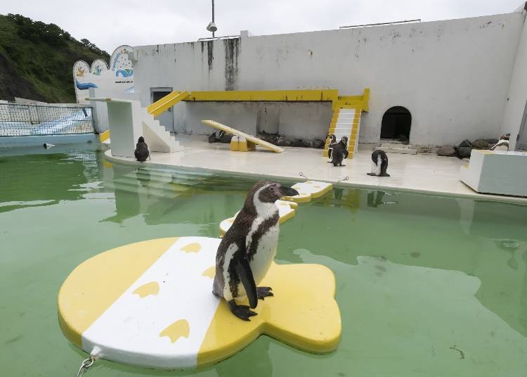 自由すぎる!? 大人気のペンギンショーも見逃せない