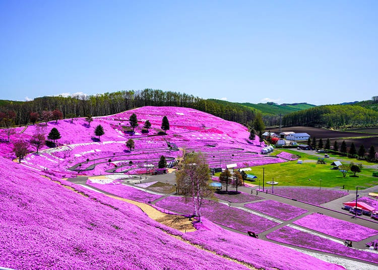 Shibazakura Takinoue Park (Photo: PIXTA)