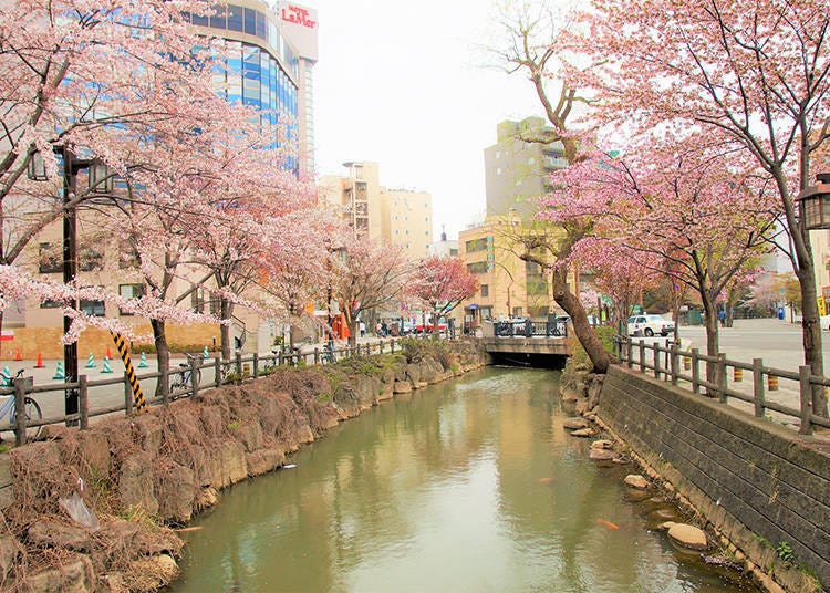 스스키노에서 남쪽으로 6블록 정도 떨어진 소세이 강변에 피어난 벚꽃 (Photo: PIXTA)