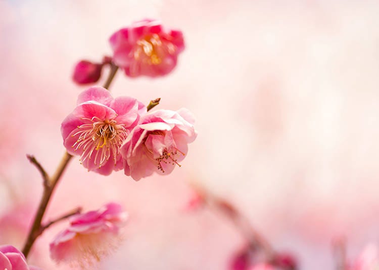 매화 (Photo: PIXTA)