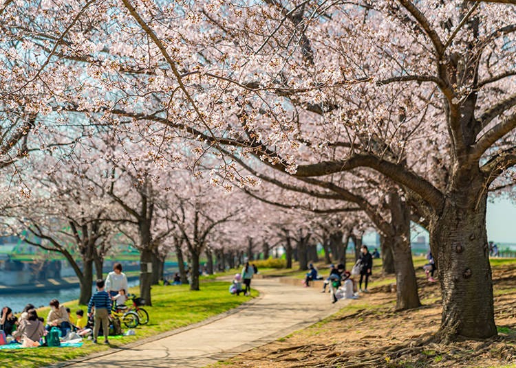 꽃놀이를 즐기는 사람들 (Photo: PIXTA)