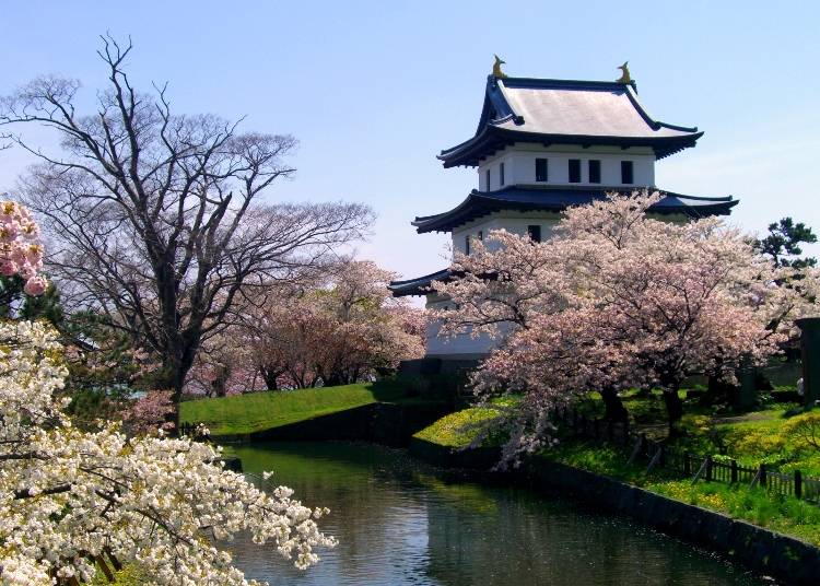 ▲再建した松前城の天守閣を生かした松前城資料館。4月下旬~5月上旬は桜が見事です