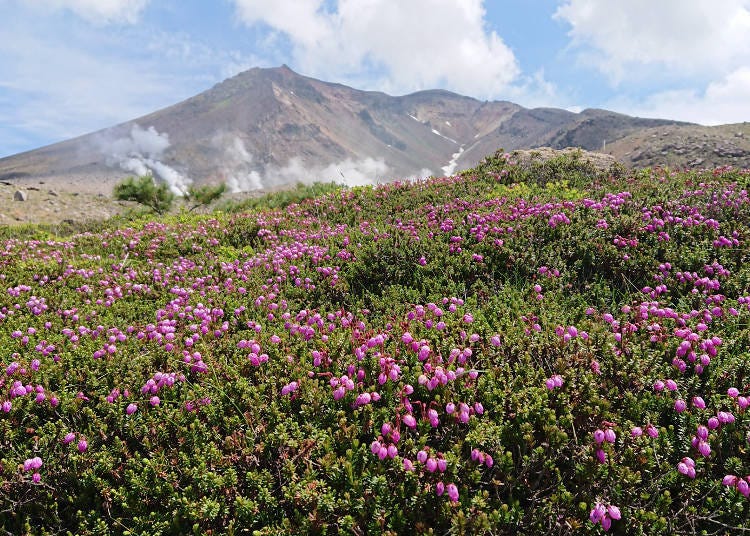 (Photo courtesy of Daisetsuzan Asahidake Ropeway)