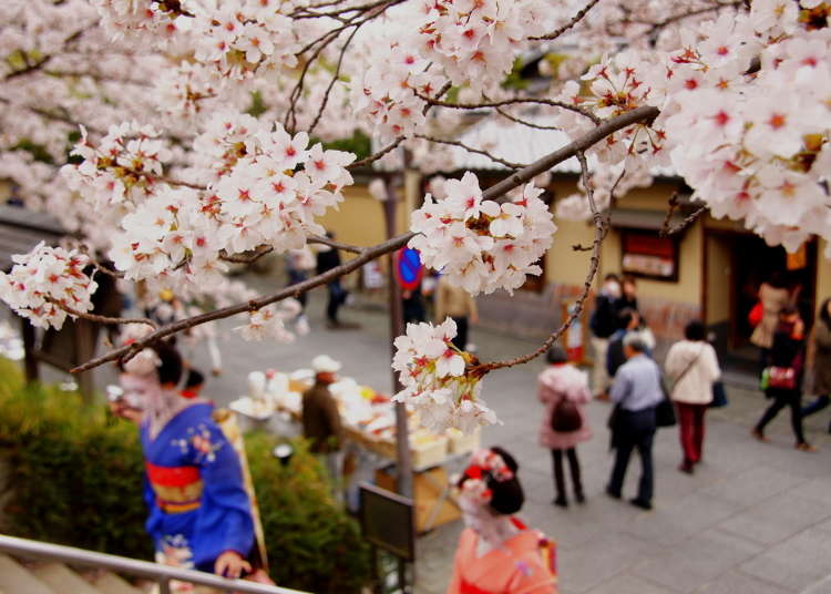 Looking to Visit Kyoto in Spring? Here's Your Ultimate Guide to Kyoto Weather and Packing Essentials