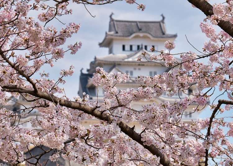 2025 Cherry Blossoms in Kobe: 10 Best Viewing Spots & Festival Dates