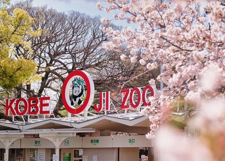 This is a popular spot for families to have fun watching both animals and cherry blossoms