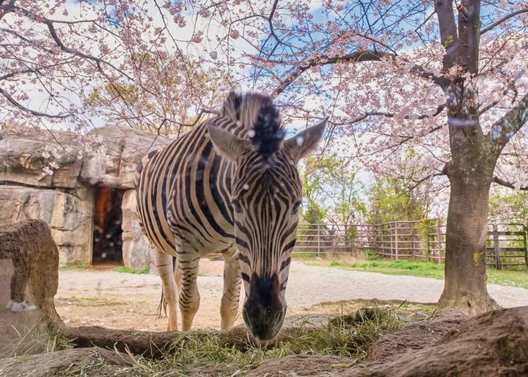 The combination of animals and cherry blossoms is a must-see!