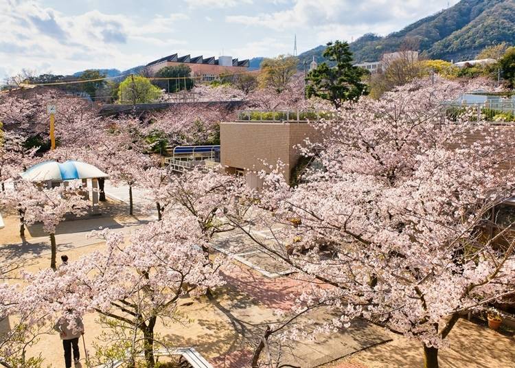 There is also an amusement park and an anthropological museum in the park. A zoo full of attractions