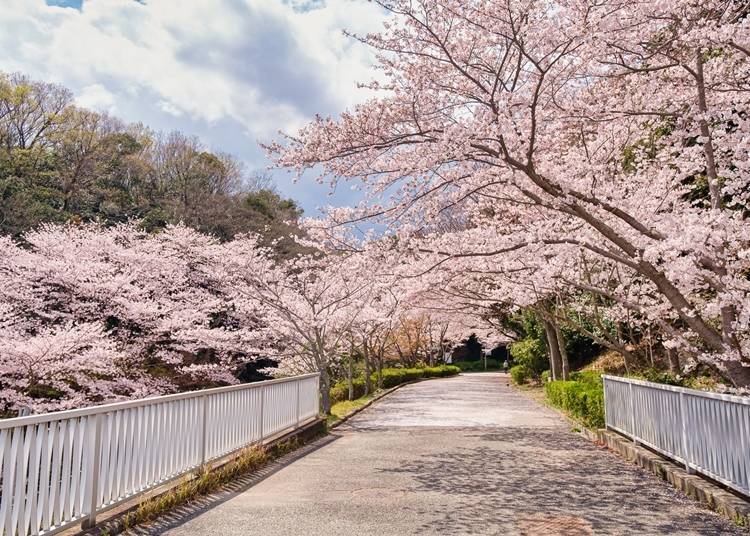 Shade gardens, cosmos hilltop plaza, and other flower-viewing spots are scattered throughout the season