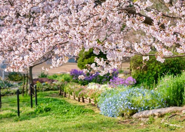 The site area is 35.8 hectares. It is one of the largest in Kakogawa City.