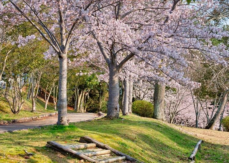When the trees are in full bloom, the bonbori are lit. a spot for local people to relax