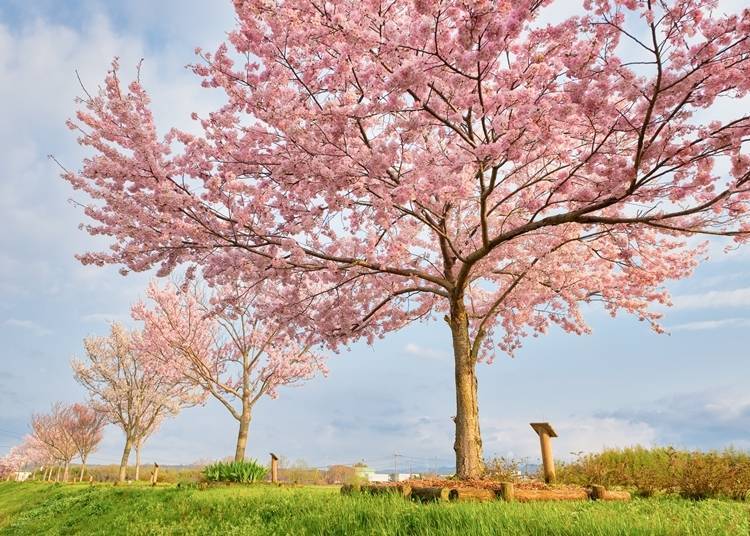 Edohigan zakura