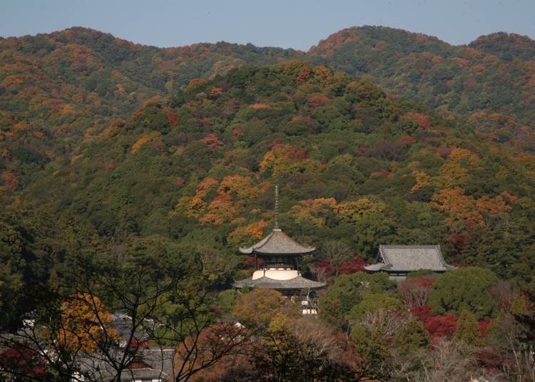 10.欣賞隱身於楓林中的大塔「根來寺」