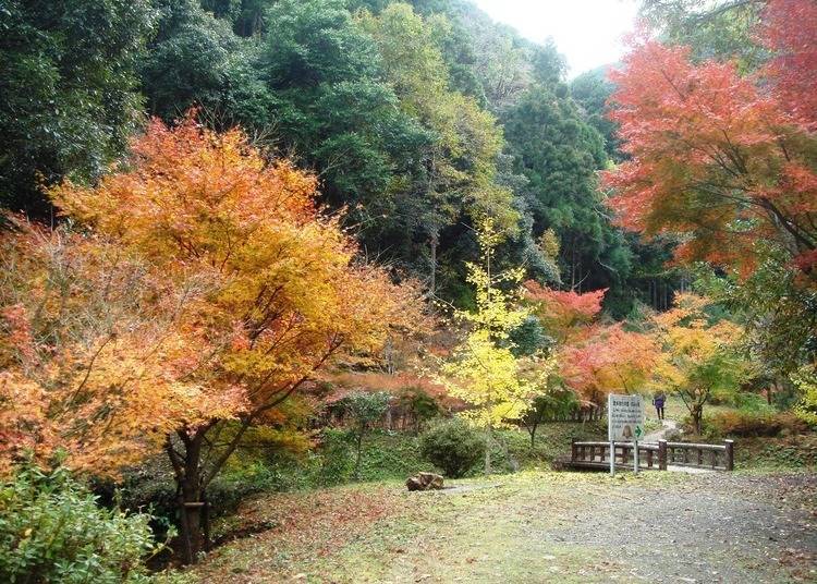 9.絕美楓葉山谷中、享受森林浴「大瀧川森林公園」