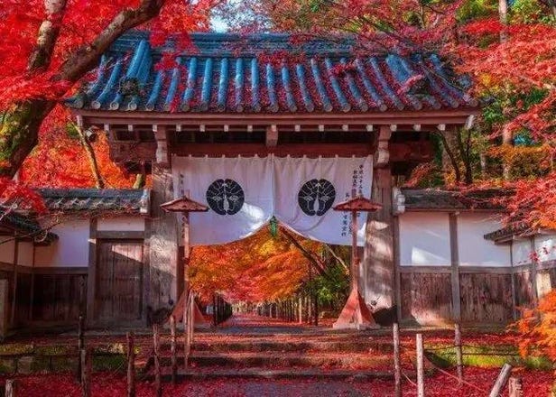 당일치기 단풍 여행 버스 투어! 교토, 나라, 미에 등 간사이 인기 단풍 명소를 한 번에 돌아본다