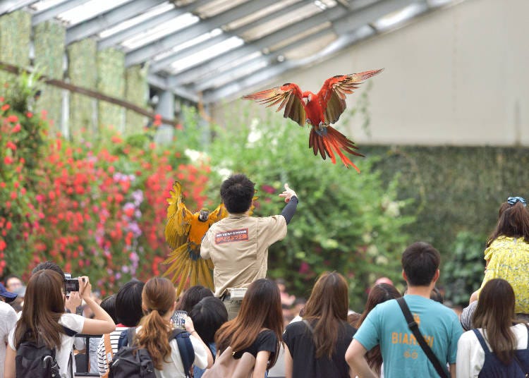 Bird show at Kobe Animal Kingdom (Photo: PIXTA)