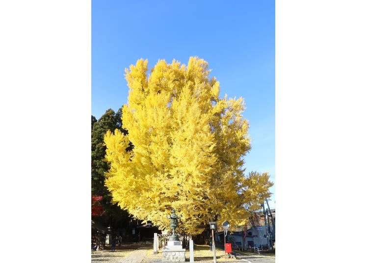 写真提供：熊野大社