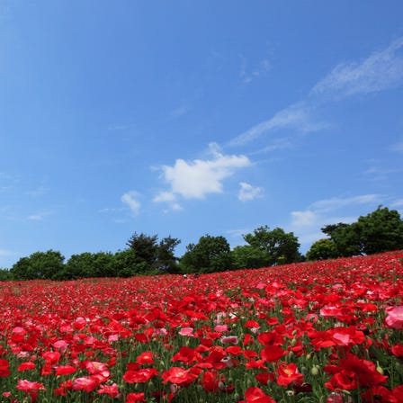 Showa Kinen Park