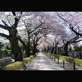 青山霊園