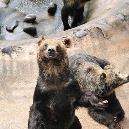 Noboribetsu Bear Park