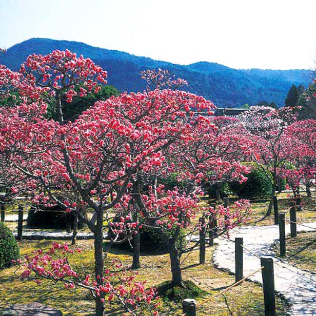 Zuishin-in Temple
