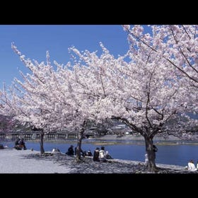嵐山の桜